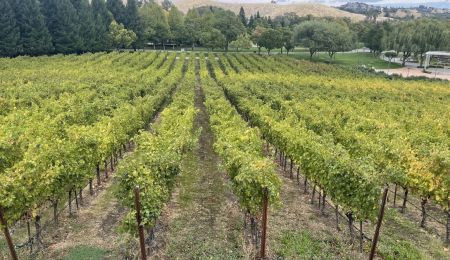 尹庄园美丽的葡萄园 尹庄园美丽的葡萄园