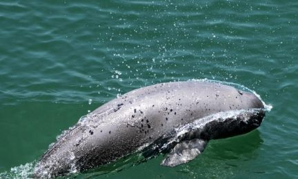 长江江豚拯救行动取得明显成效 江豚数量增加至1426头