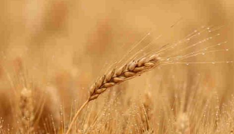 我国粮食总产量连续两年超1.4万亿斤，折射大国农业韧性强